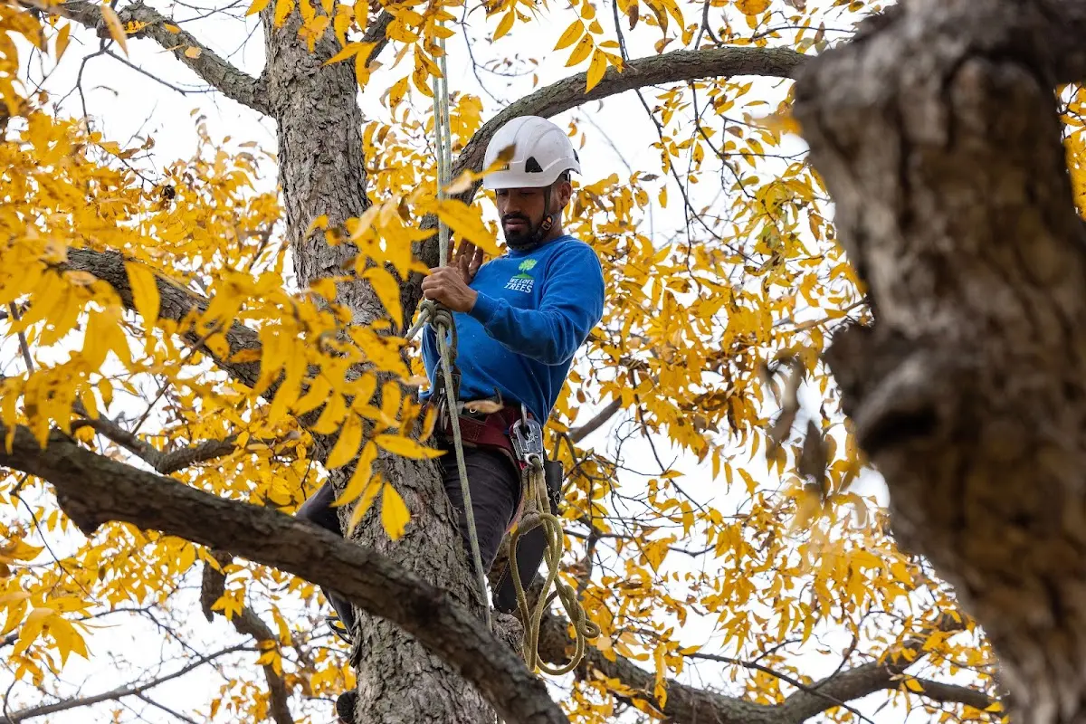 Skilled Storm Damage Cleanup crew working in Salem